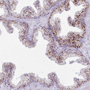 Anti-AMIGO2 antibody produced in rabbit 