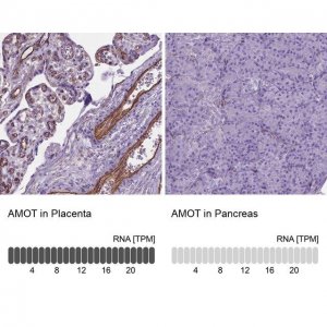 Anti-AMOT antibody produced in rabbit 