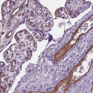 Anti-AMOT antibody produced in rabbit 