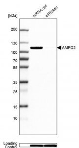 Anti-AMPD2 antibody produced in rabbit 