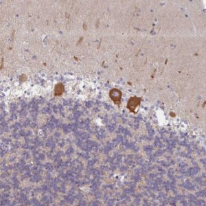 Anti-AMPD2 antibody produced in rabbit 