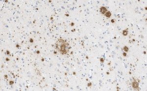 Anti-Amyloid 42/40 Antibody, clone W0-2 ZooMAb Mouse Monoclonal 