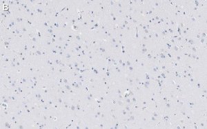 Anti-Amyloid 42/40 Antibody, clone W0-2 ZooMAb Mouse Monoclonal 
