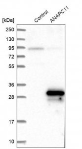Anti-ANAPC11 antibody produced in rabbit 