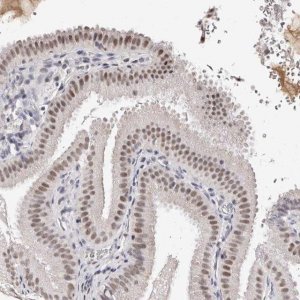 Anti-ANAPC11 antibody produced in rabbit 