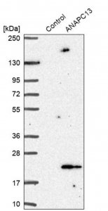 Anti-ANAPC13 antibody produced in rabbit 