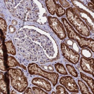 Anti-ANAPC13 antibody produced in rabbit 