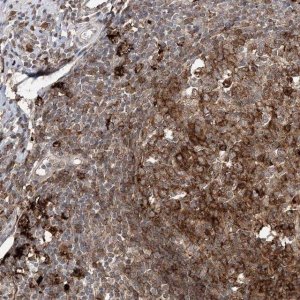 Anti-ANAPC15 antibody produced in rabbit 