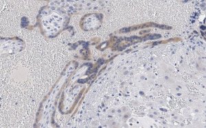 Anti-Angiopoietin-2 Antibody, clone 4L18 ZooMAb Rabbit Monoclonal 