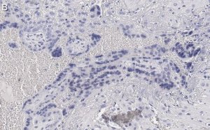 Anti-Angiopoietin-2 Antibody, clone 4L18 ZooMAb Rabbit Monoclonal 