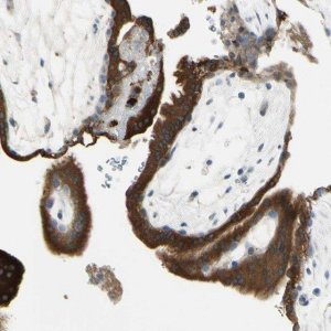 Anti-ANGPTL1 antibody produced in rabbit 