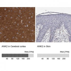 Anti-ANK2 antibody produced in rabbit HPA008007-100UL