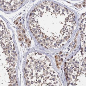 Anti-ANKEF1 antibody produced in rabbit 