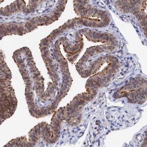 Anti-ANKEF1 antibody produced in rabbit 