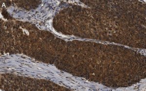 Anti-ANKZF1 Antibody, clone 1D4 ZooMAb Rabbit Monoclonal 