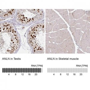 Anti-ANLN antibody produced in rabbit 