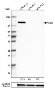 Anti-ANLN antibody produced in rabbit 