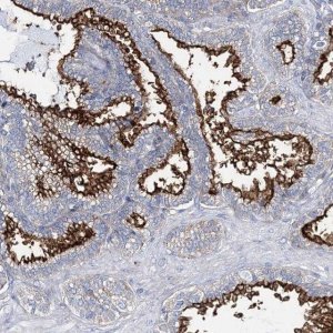 Anti-ANO1 antibody produced in rabbit 