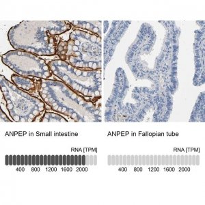 Anti-ANPEP antibody produced in rabbit HPA004625-100UL
