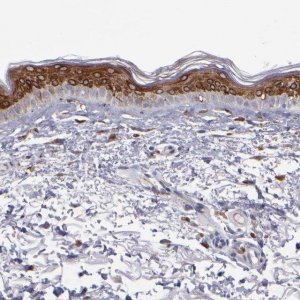 Anti-Anti-PTGS1 antibody produced in rabbit 