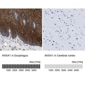 Anti-ANXA1 antibody produced in rabbit 