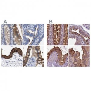 Anti-ANXA13 antibody produced in rabbit 