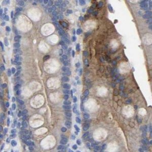 Anti-ANXA13 antibody produced in rabbit 