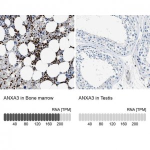 Anti-ANXA3 antibody produced in rabbit 