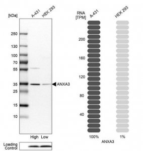 Anti-ANXA3 antibody produced in rabbit 