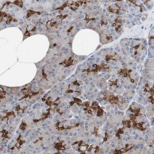 Anti-ANXA4 antibody produced in rabbit 