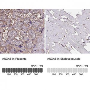 Anti-ANXA5 antibody produced in rabbit 