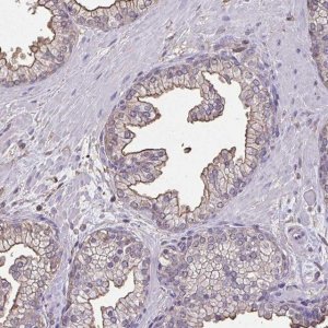 Anti-ANXA5 antibody produced in rabbit 