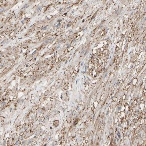 Anti-ANXA6 antibody produced in rabbit 