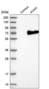 Anti-AOAH antibody produced in rabbit HPA026716-100UL