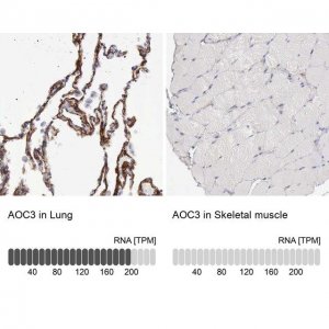 Anti-AOC3 antibody produced in rabbit HPA000980-100UL