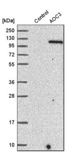 Anti-AOC3 antibody produced in rabbit HPA000980-100UL