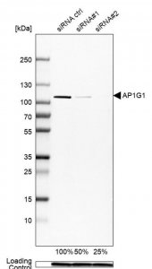 Anti-AP1G1 antibody produced in rabbit HPA041224-100UL