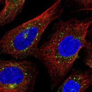 Anti-AP1G1 antibody produced in rabbit HPA041224-100UL