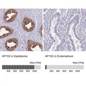 Anti-AP1S2 antibody produced in rabbit 