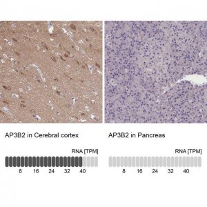 Anti-AP3B2 antibody produced in rabbit 