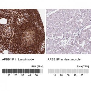 Anti-APBB1IP antibody produced in rabbit 