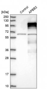 Anti-APBB2 antibody produced in rabbit 