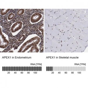 Anti-APEX1 antibody produced in rabbit 