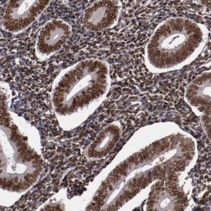 Anti-APEX1 antibody produced in rabbit 