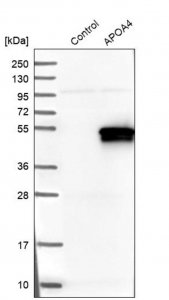 Anti-APOA4 antibody produced in rabbit 