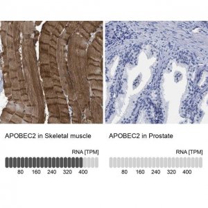 Anti-APOBEC2 antibody produced in rabbit 