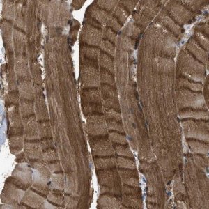 Anti-APOBEC2 antibody produced in rabbit 
