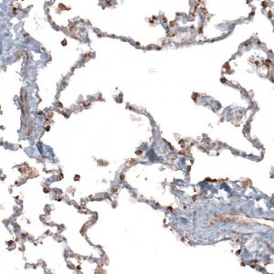 Anti-APOBEC3A antibody produced in rabbit 