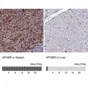 Anti-APOBR antibody produced in rabbit 