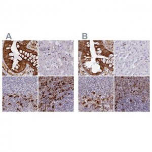 Anti-APOBR antibody produced in rabbit 